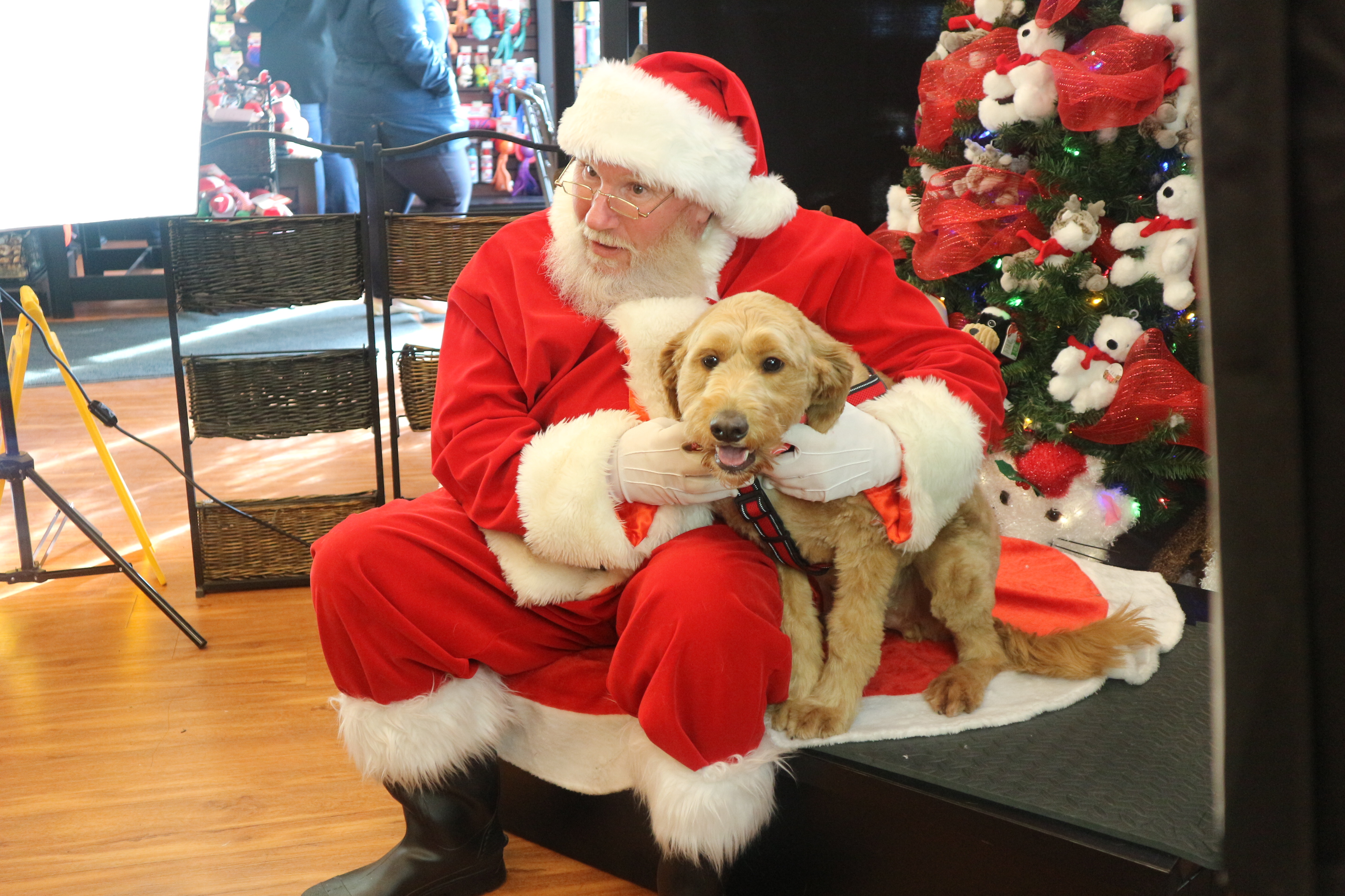 The joy of Christmas unleashed at Pet Valu\u0027s Santa photos (7